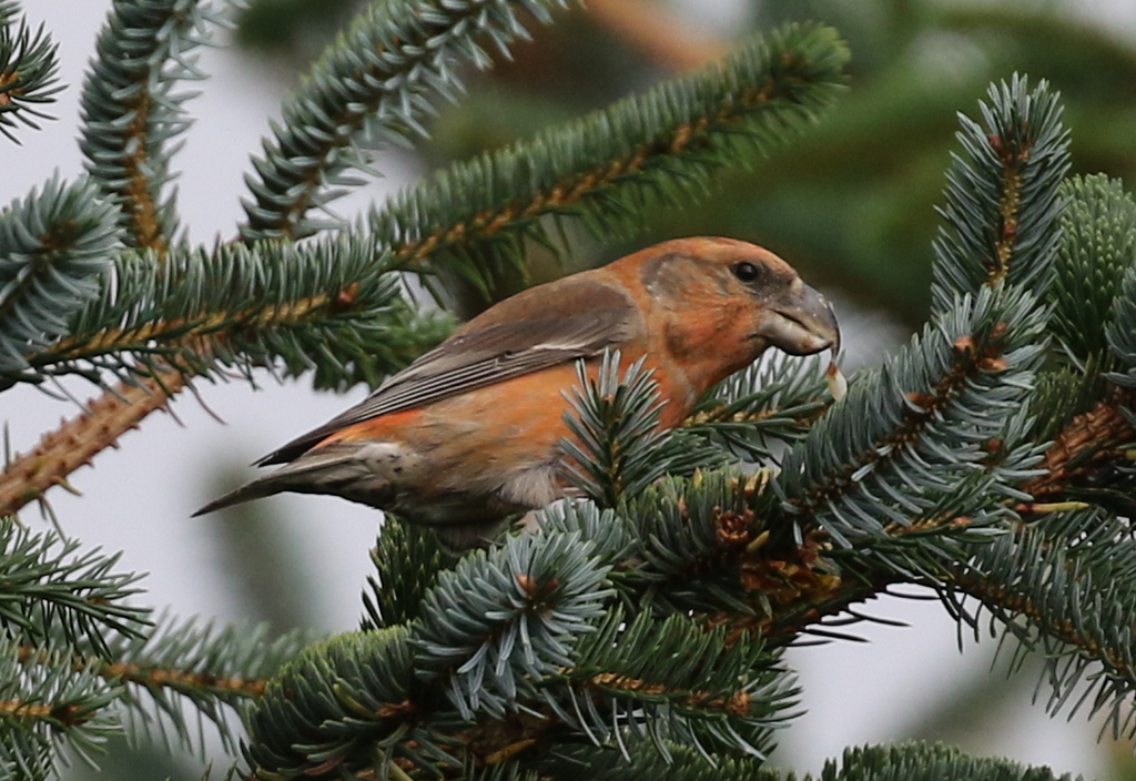 Parrot Crossbill 2