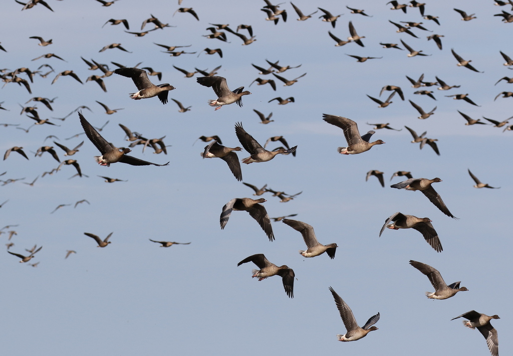 Pink-footed Geese