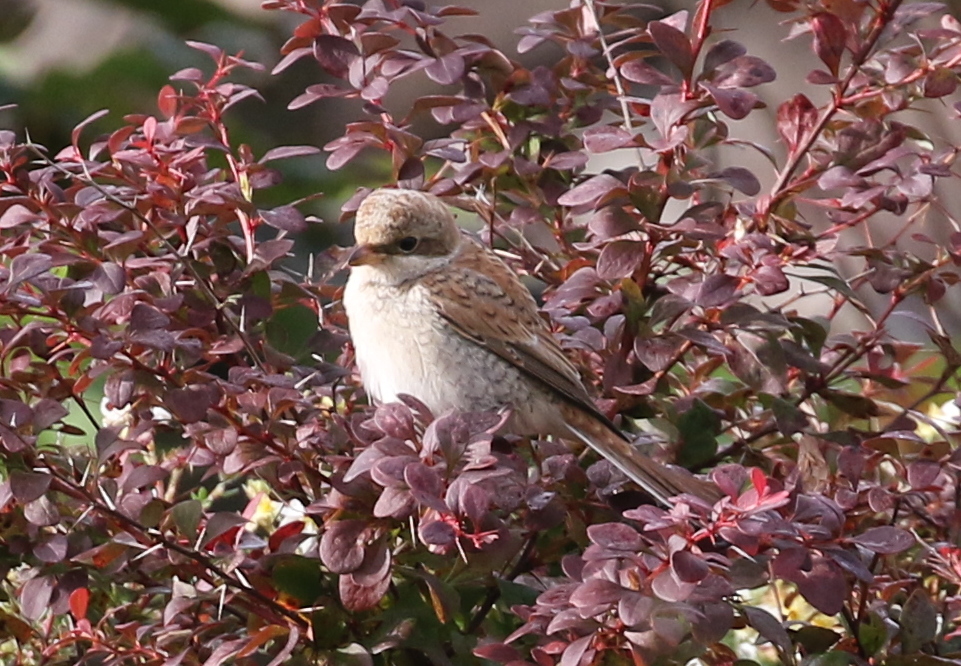 Red-backed Shrike