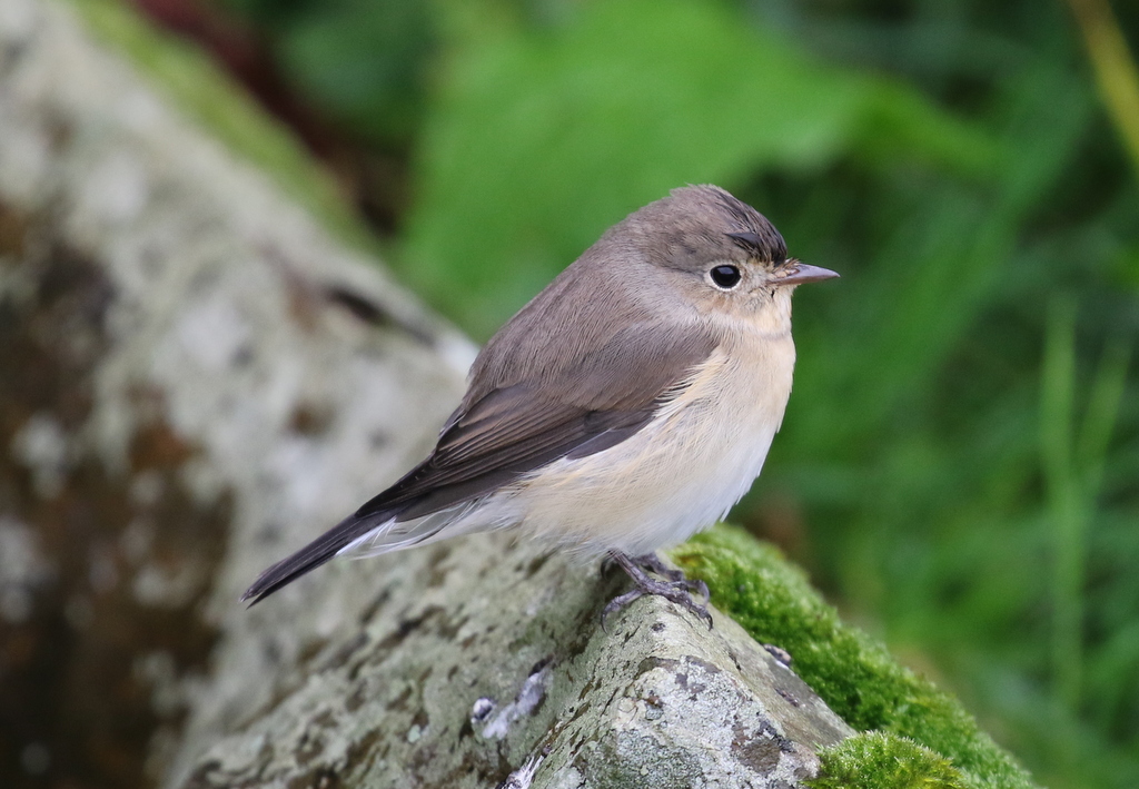 Red-breasted Flycatcher