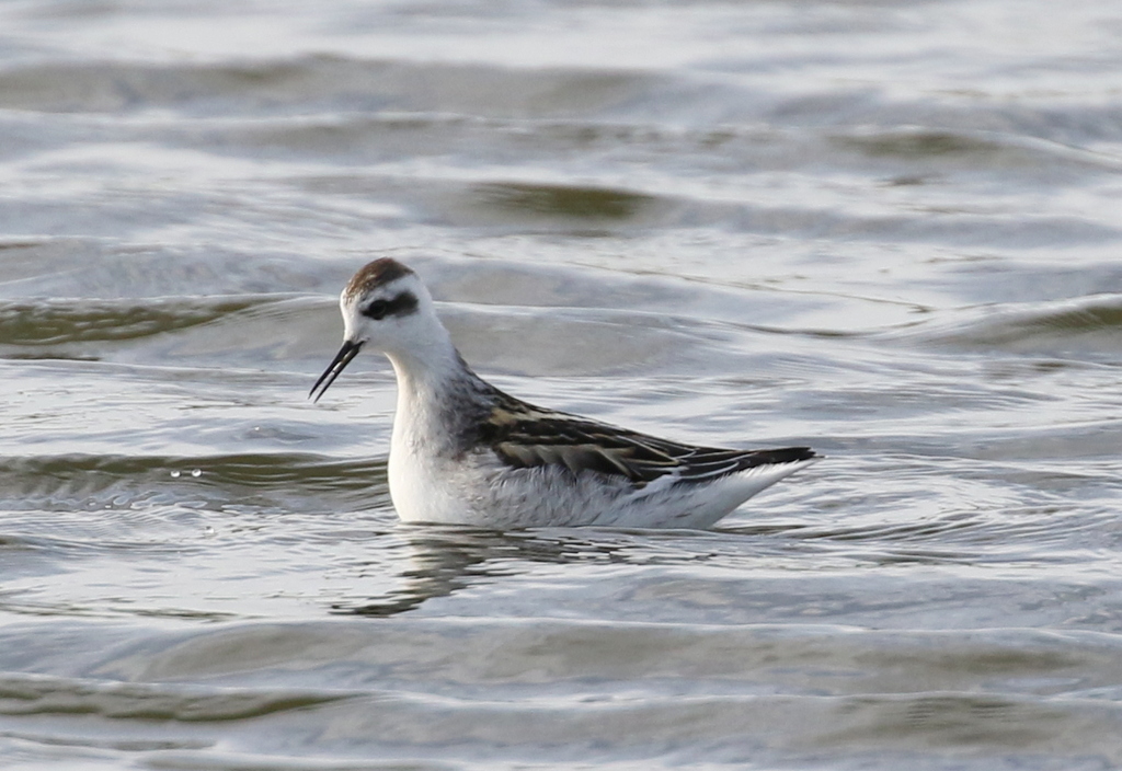 Red-necked Phalarope