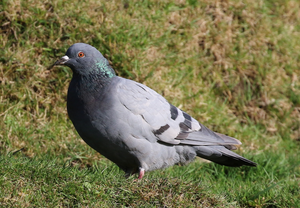 Rock Dove