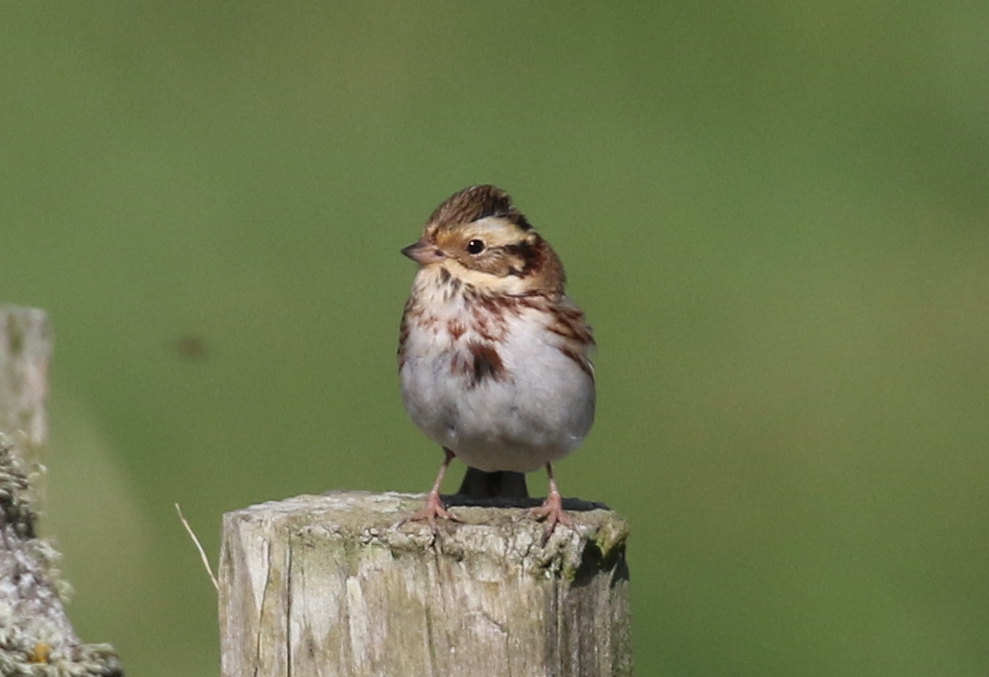 Rustic Bunting 1