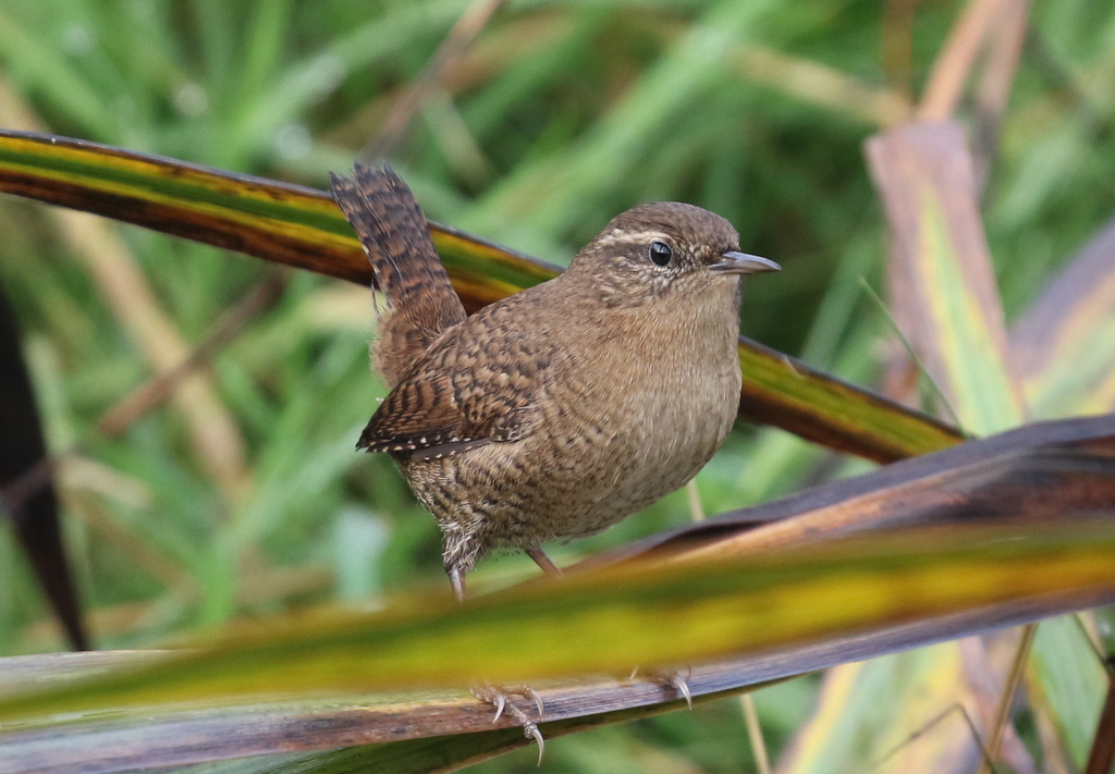 Shetland Wren