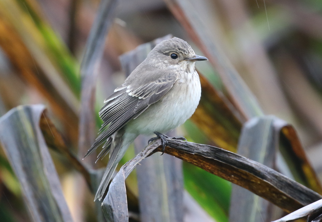 Spotted Flycatcher