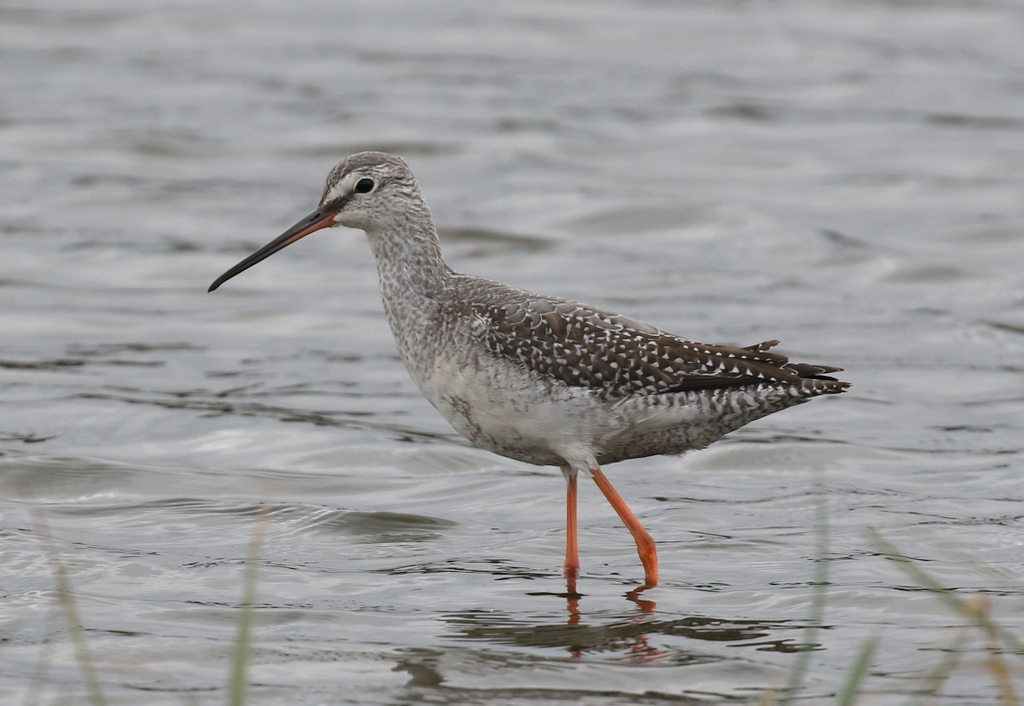 Spotted Redshank