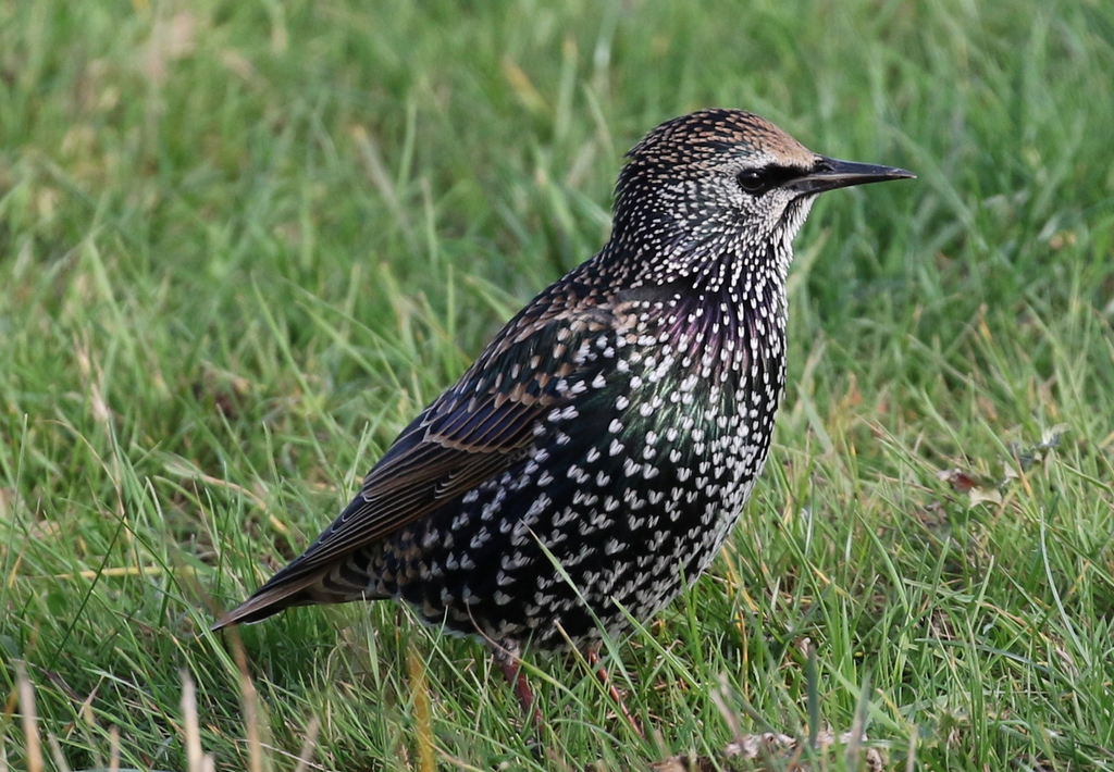 Starling