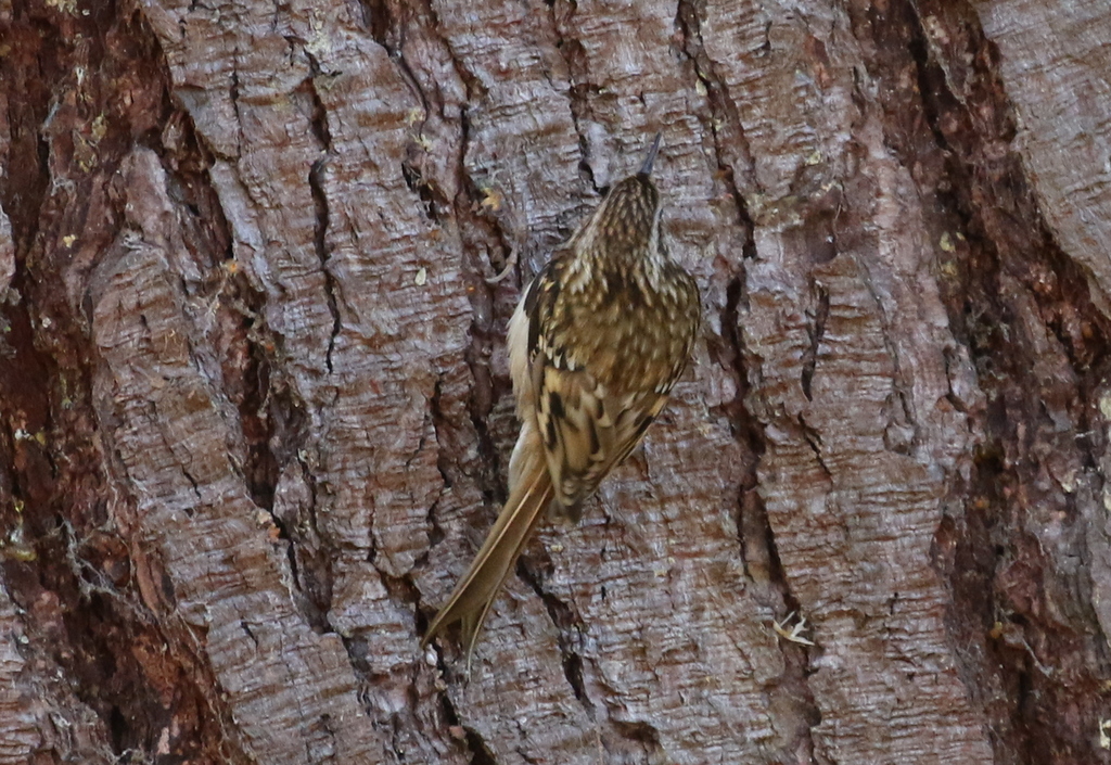 Treecreeper