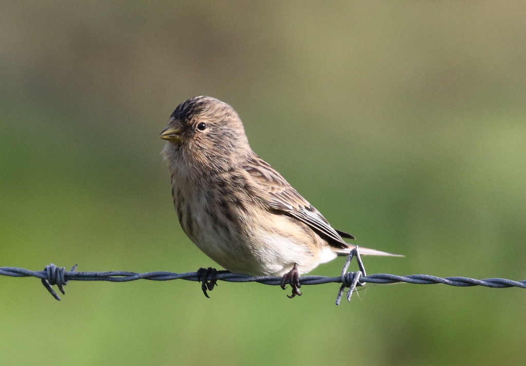 Twite