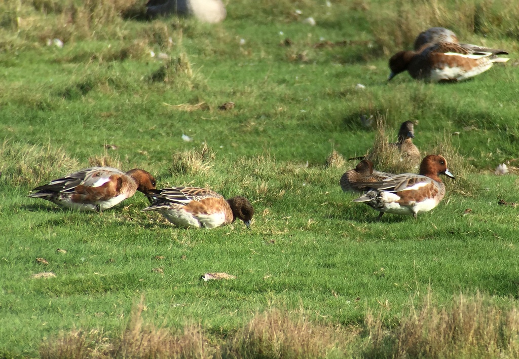 Wigeon