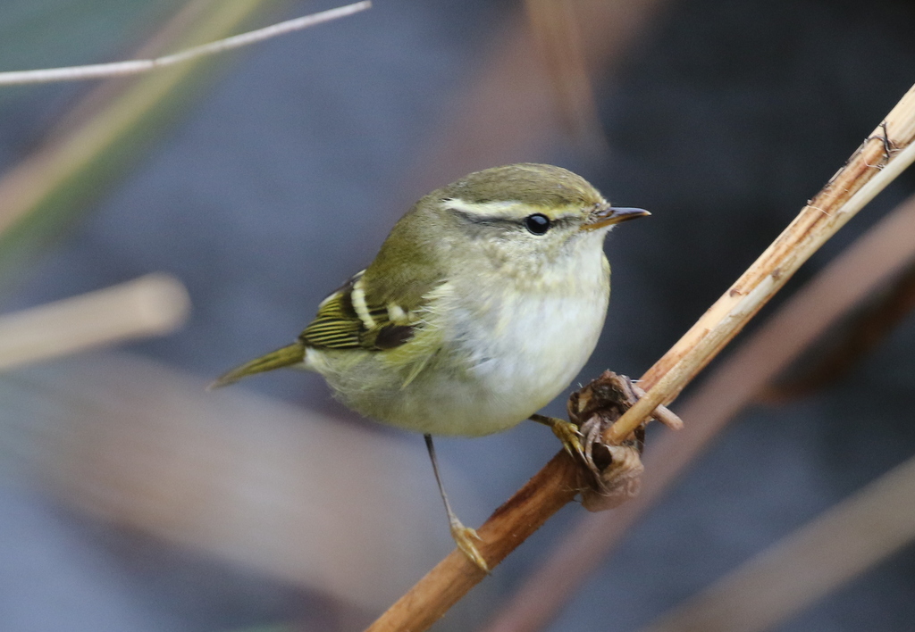 Yellow-browed Warbler