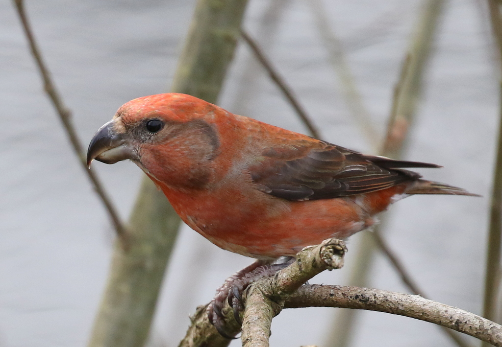 Parrot Crossbill 1