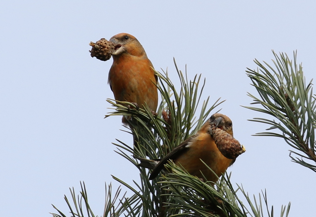 Parrot Crossbill 10