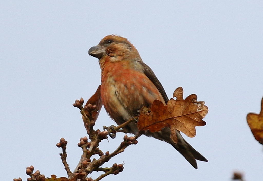 Parrot Crossbill 11