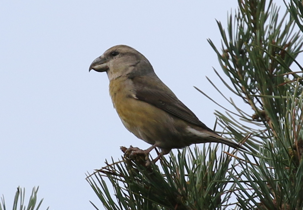 Parrot Crossbill 12