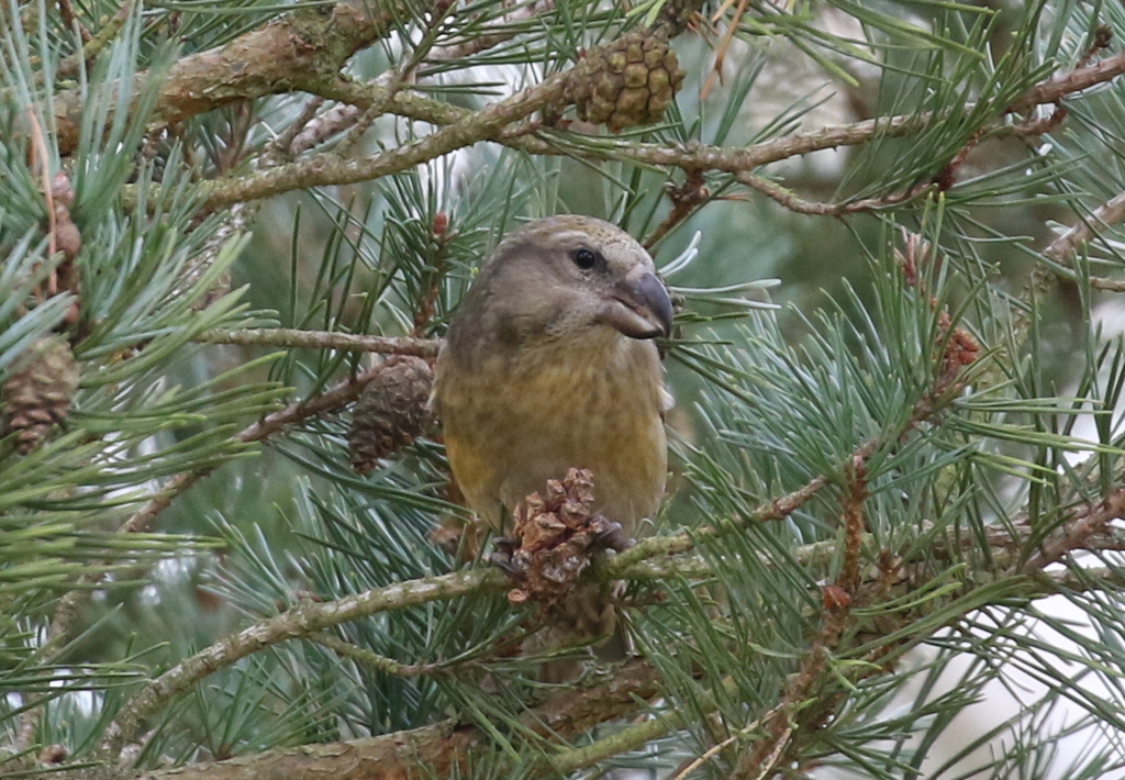 Parrot Crossbill 13