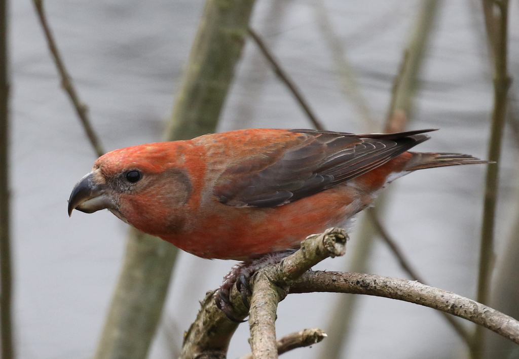 Parrot Crossbill 2