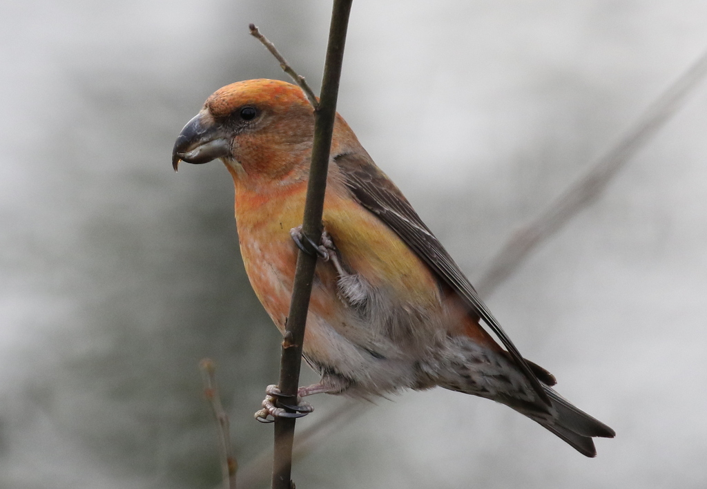 Parrot Crossbill 3