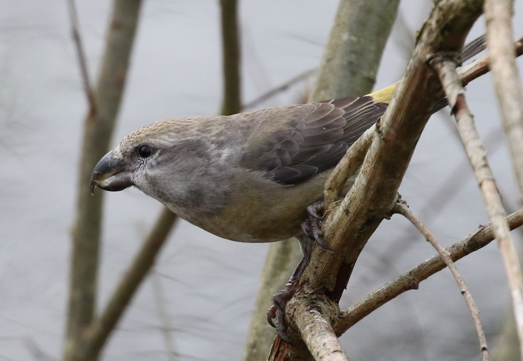 Parrot Crossbill 4