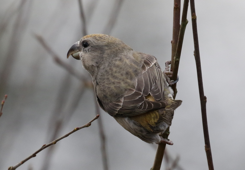 Parrot Crossbill 5