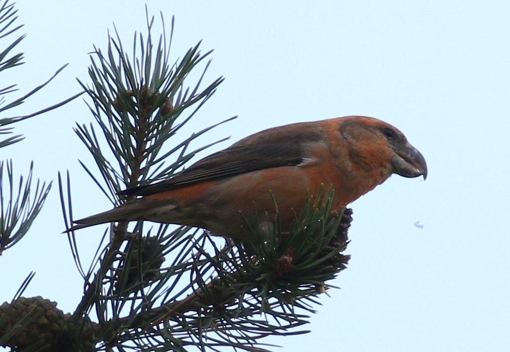 Parrot Crossbill 6