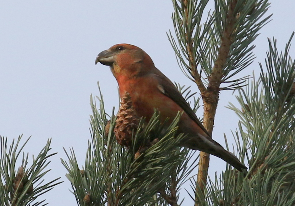 Parrot Crossbill 7