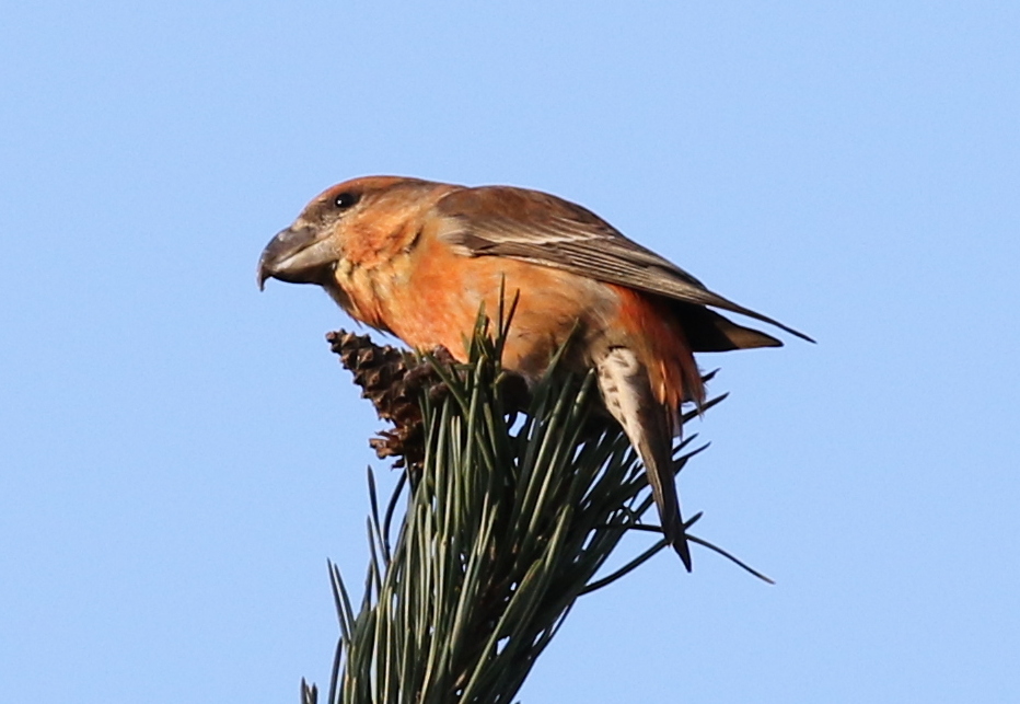 Parrot Crossbill 8