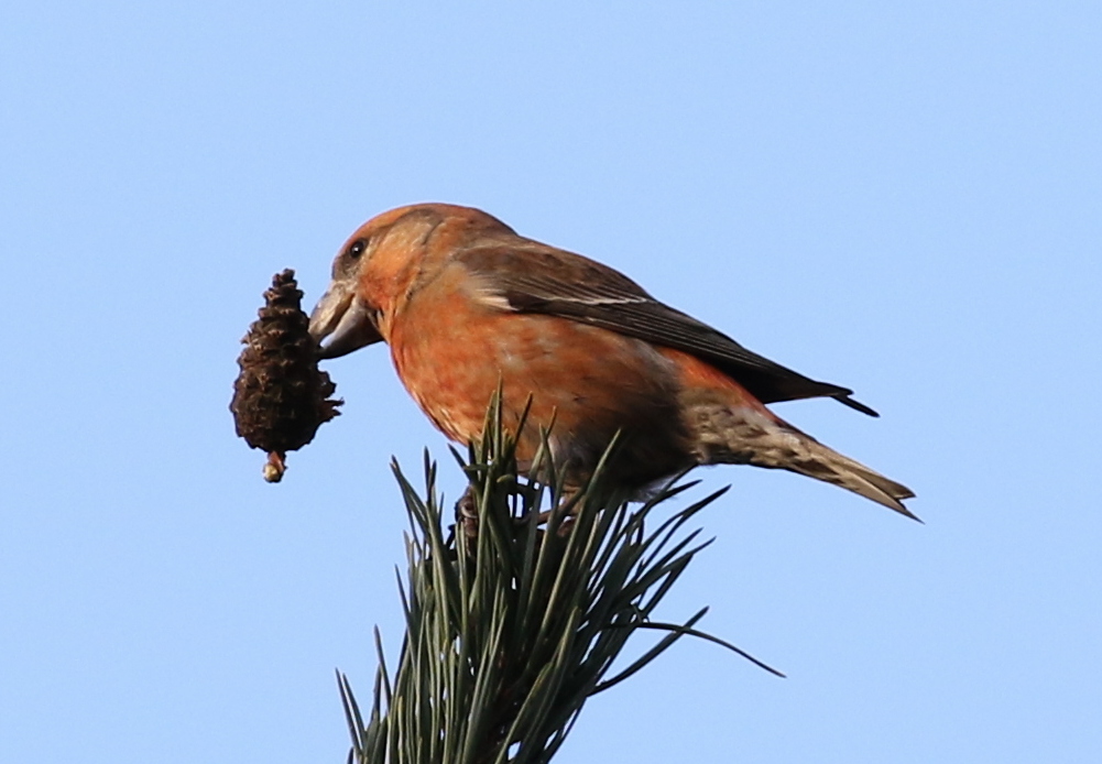 Parrot Crossbill 9