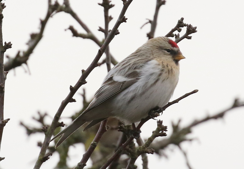 Coues's Arctic Redpoll 1
