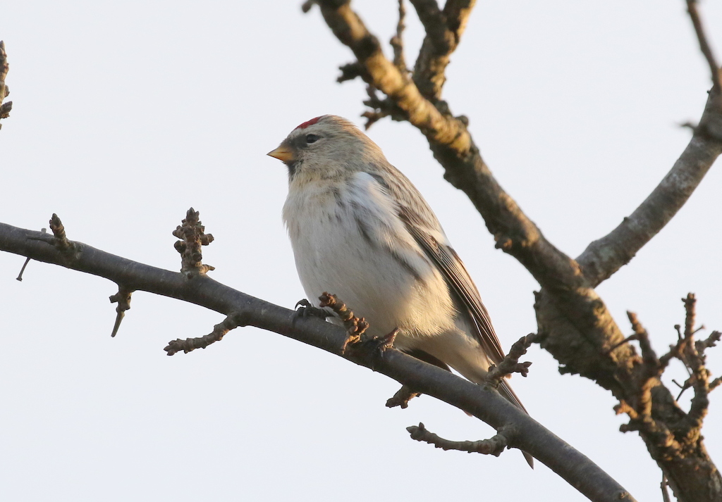 Coues's Arctic Redpoll 3