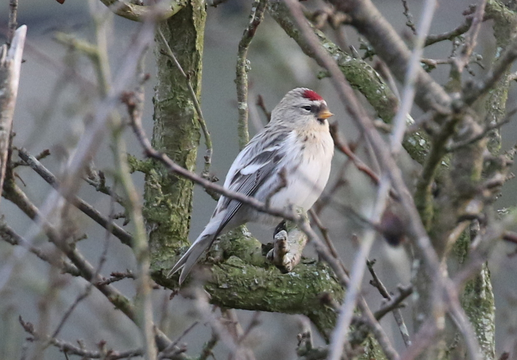 Coues's Arctic Redpoll 4
