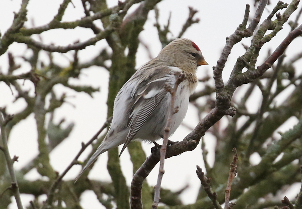 Coues's Arctic Redpoll 5