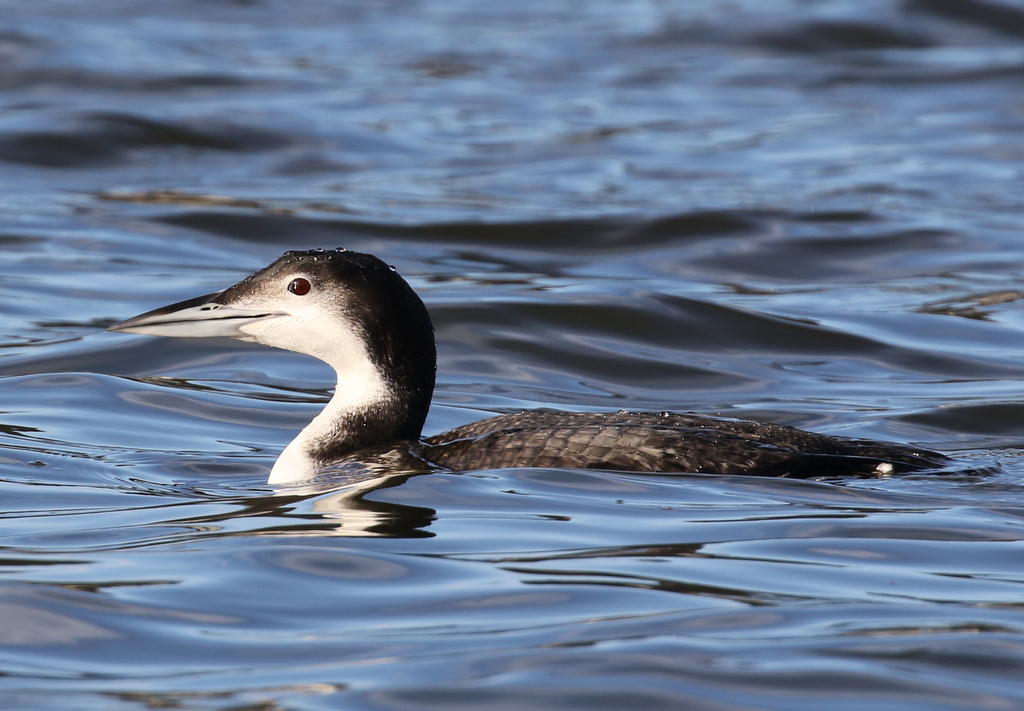 Great Northern Diver 2