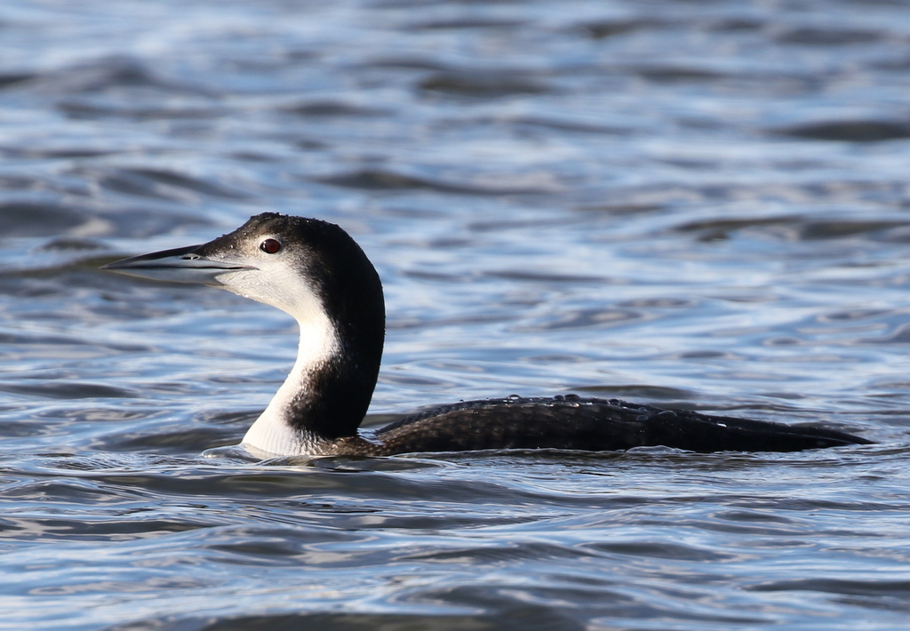 Great Northern Diver 3