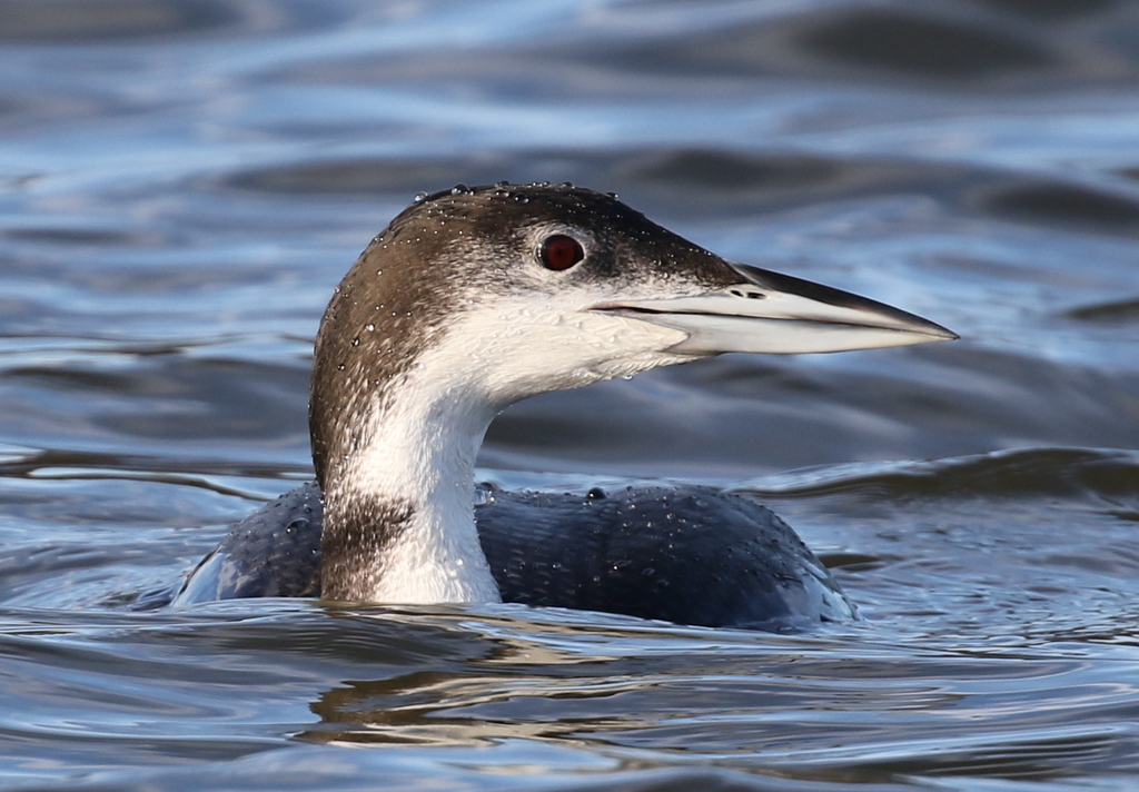 Great Northern Diver 4