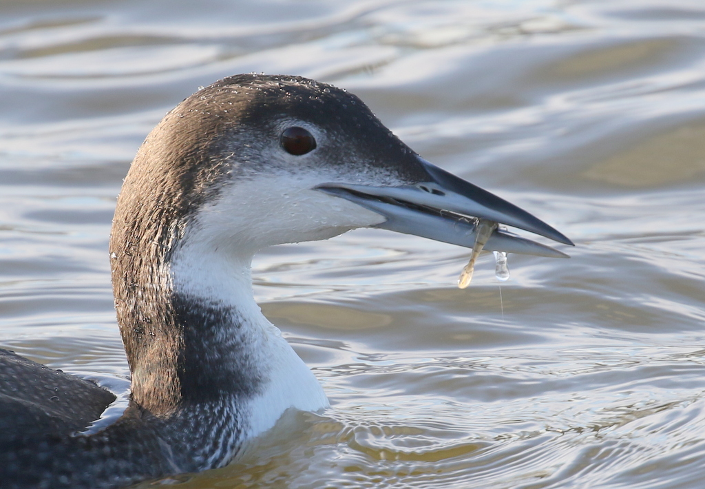 Great Northern Diver 5