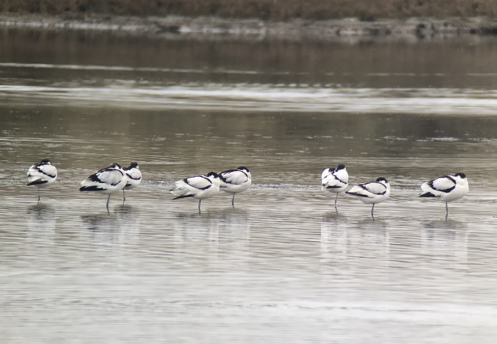 Avocets