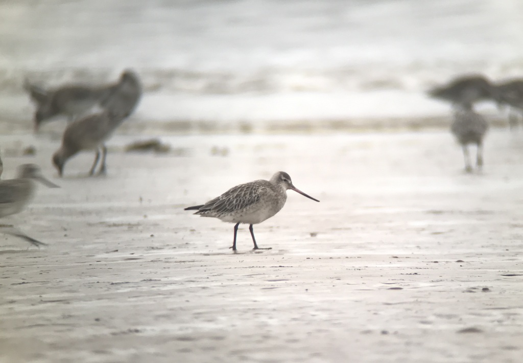 Bar-tailed Godwit