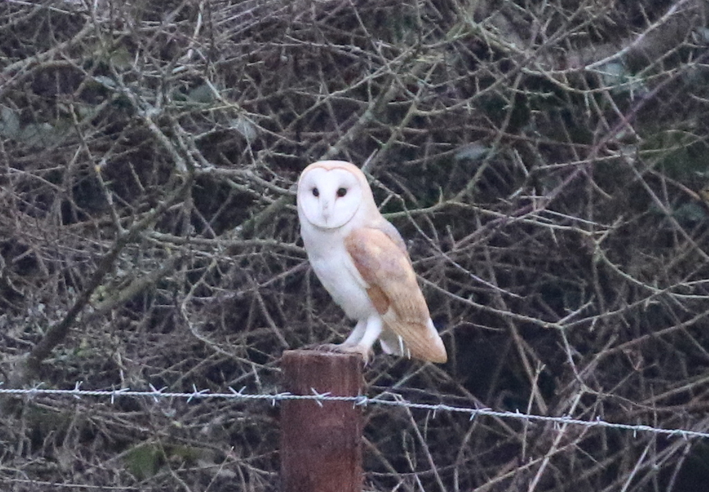 Barn Owl