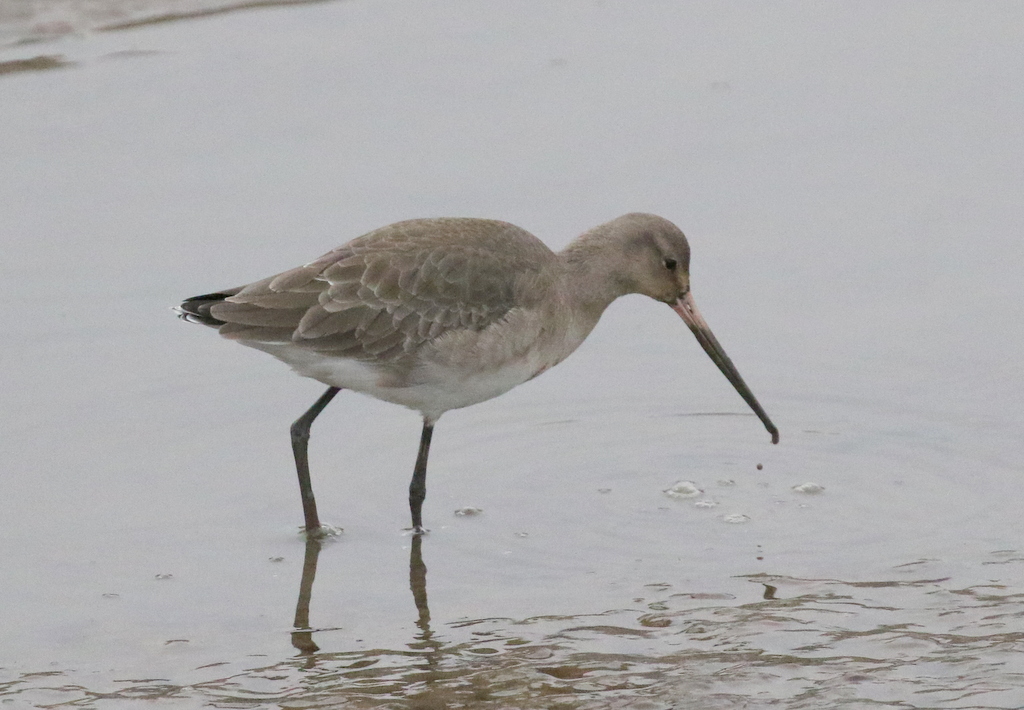 Black-tailed Godwit