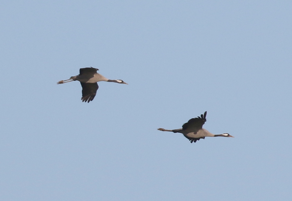Common Cranes 1