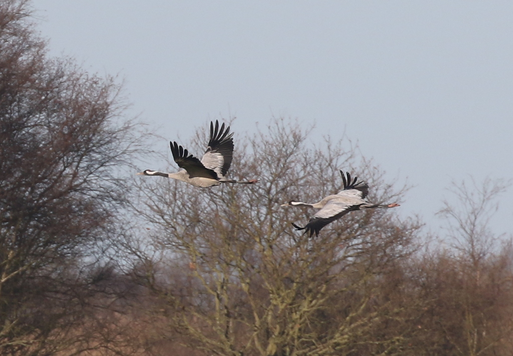 Common Cranes 2