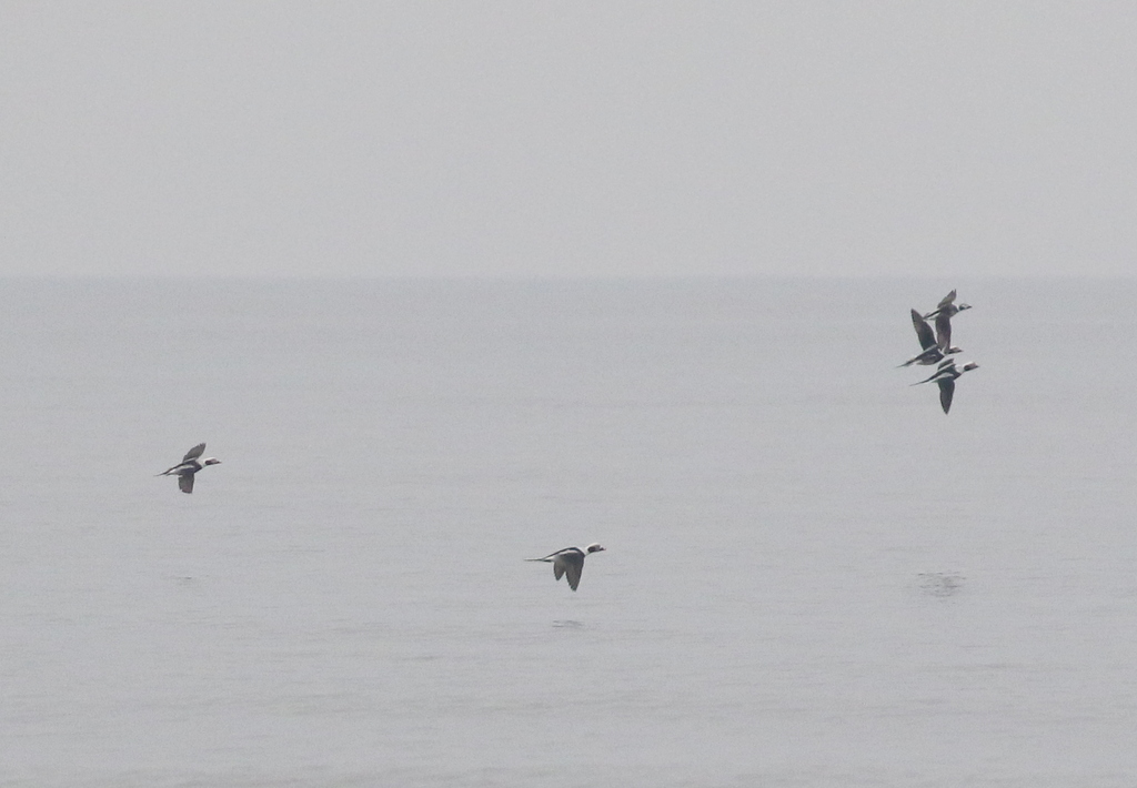 Long-tailed Ducks