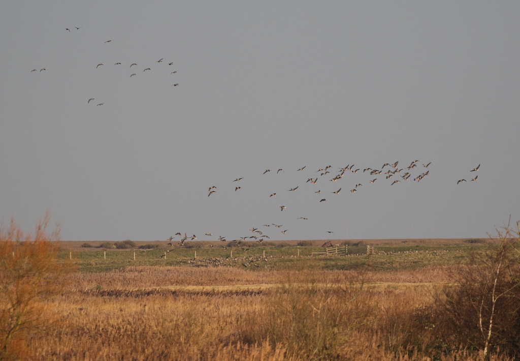 Pink-footed Geese 1
