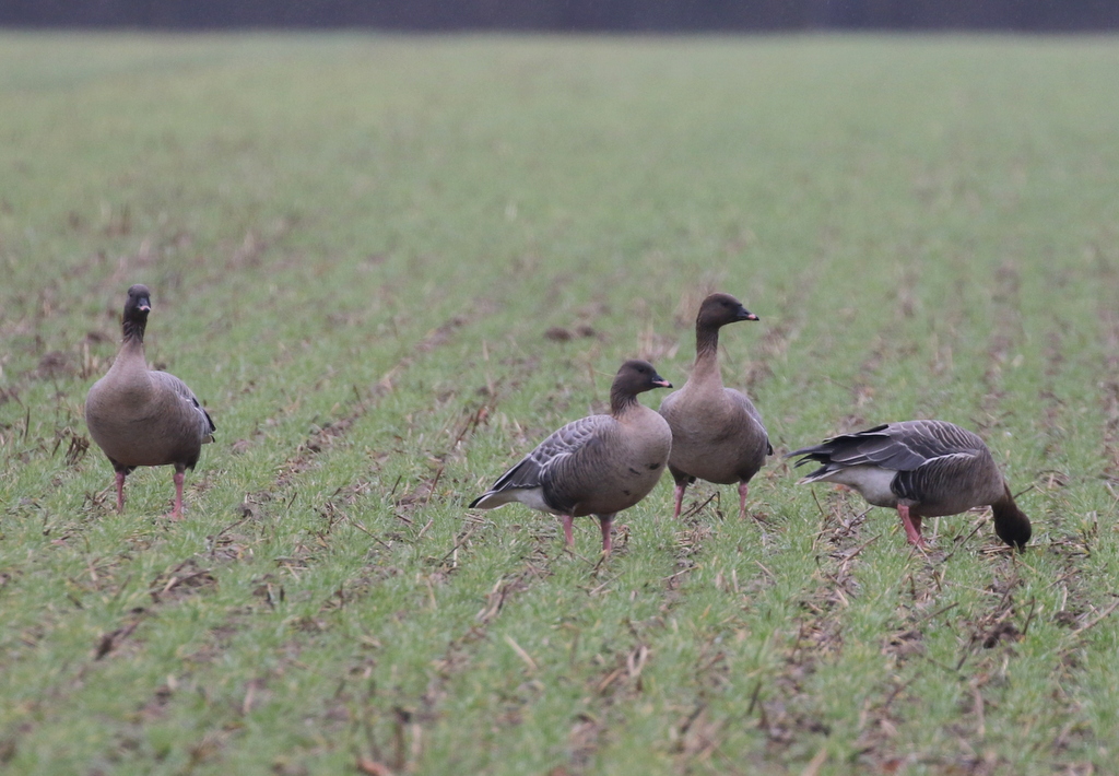 Pink-footed Geese 2
