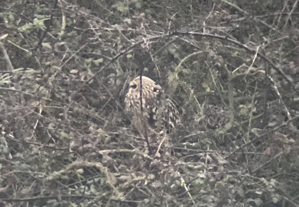 Short-eared Owl