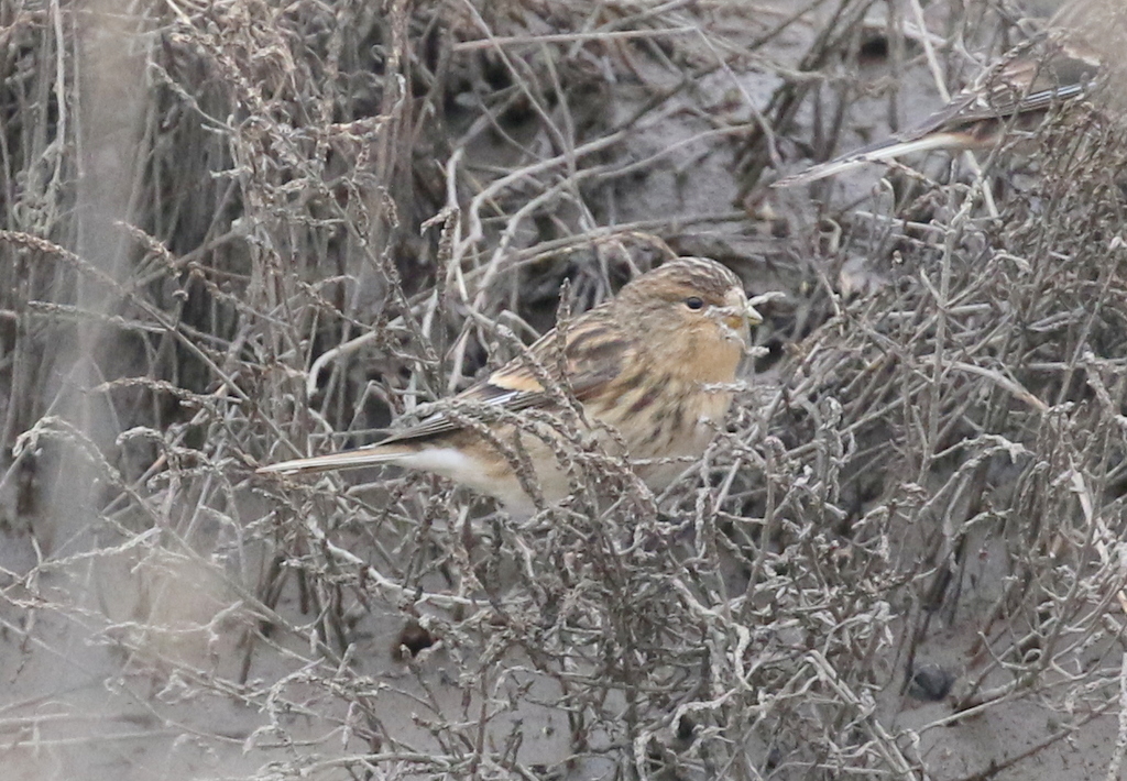 Twite