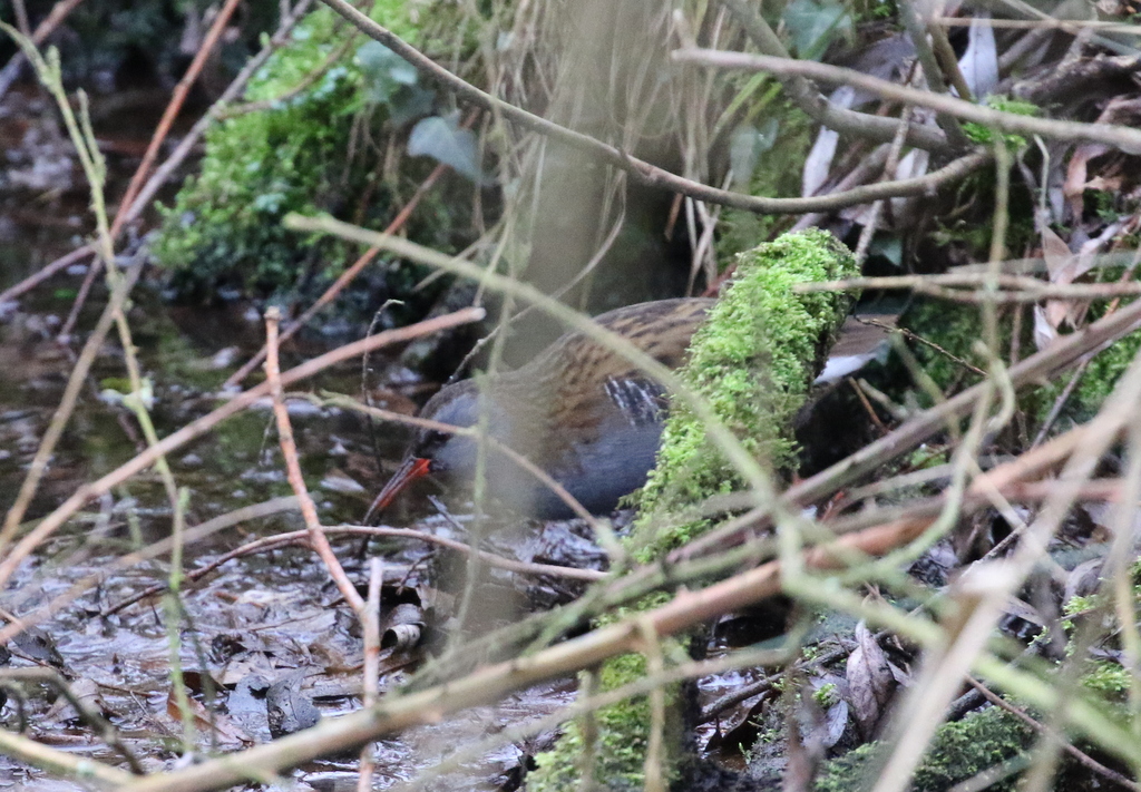 Water Rail