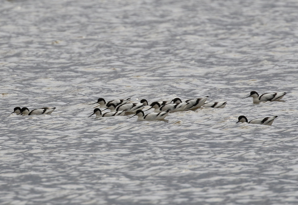 Avocets