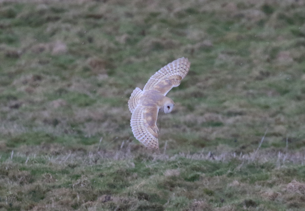 Barn Owl 2